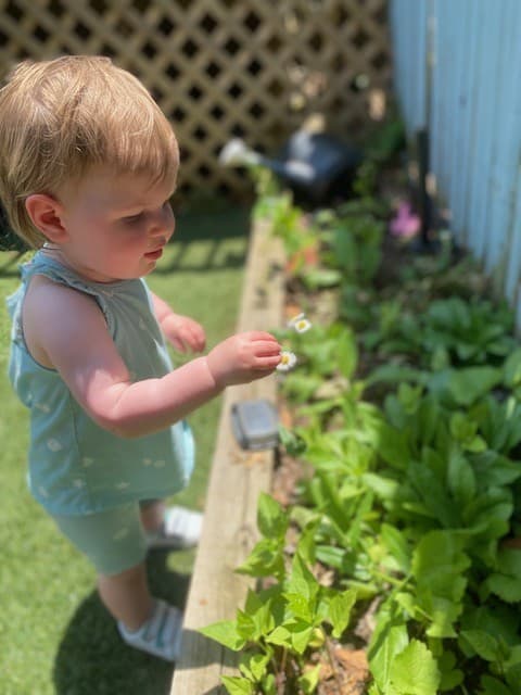 A toddler outdoors gently exploring flowers in a raised garden bed
